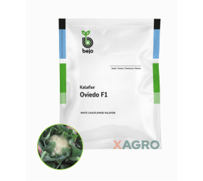 Kalafior Oviedo F1 Bejo