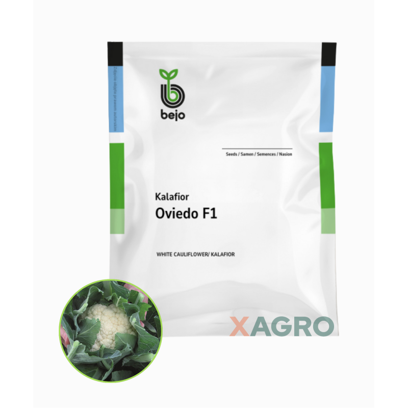 Kalafior Oviedo F1 Bejo
