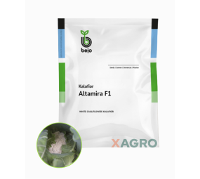 Kalafior Altamira F1 Bejo