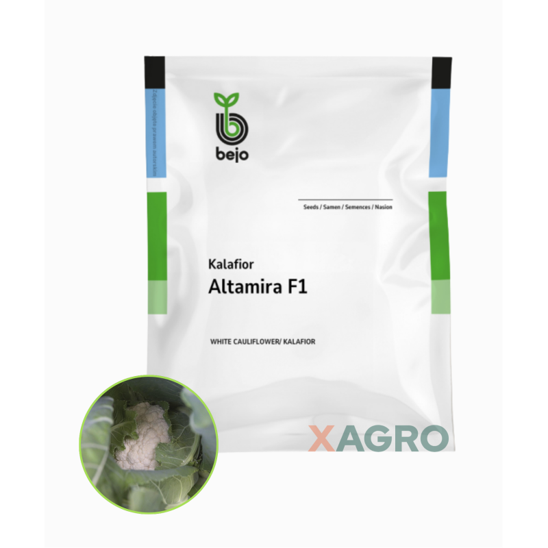Kalafior Altamira F1 Bejo