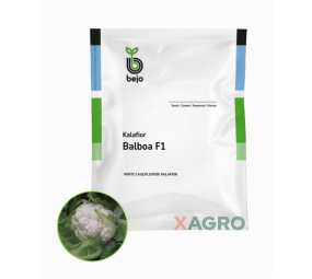 Kalafior Balboa F1 Bejo