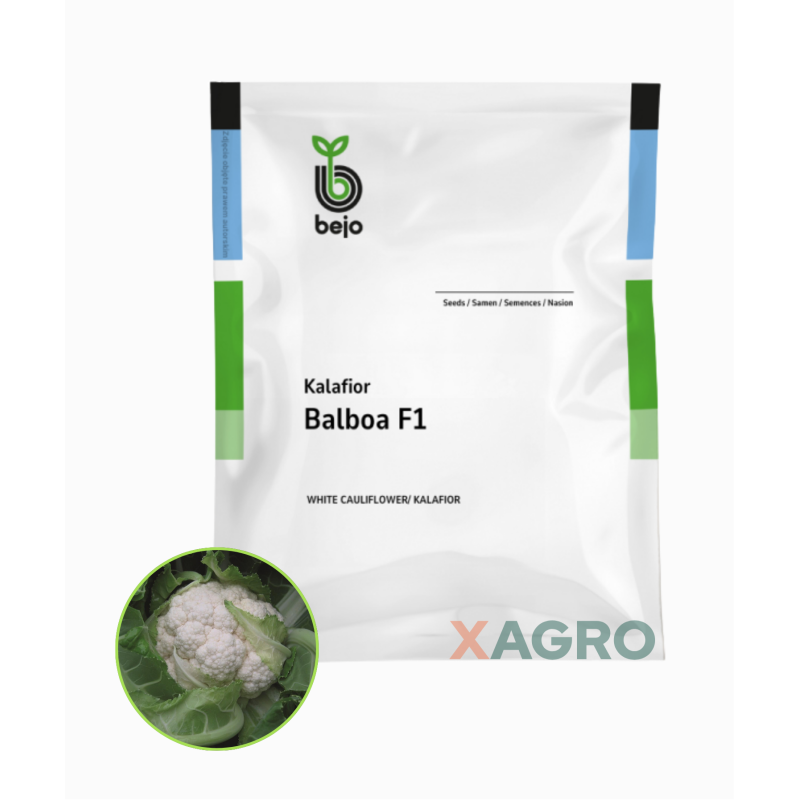 Kalafior Balboa F1 Bejo