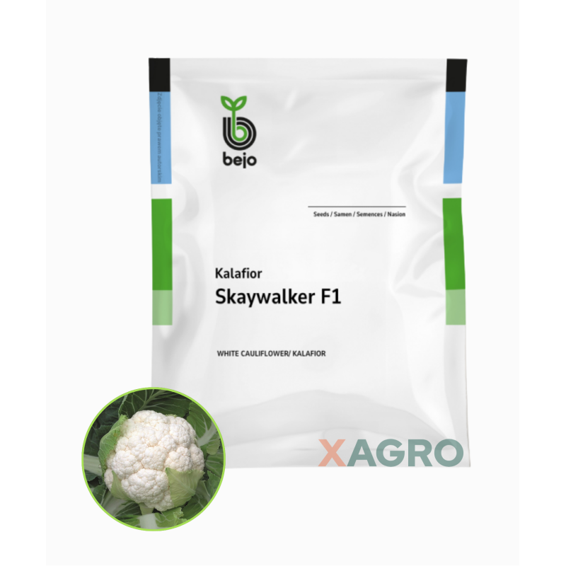 Kalafior Skywalker F1 Bejo