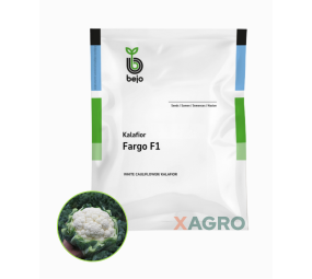 Kalafior Fargo F1 Bejo