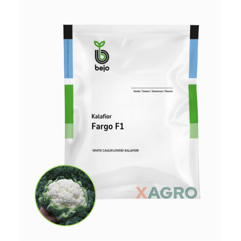 Kalafior Fargo F1 Bejo