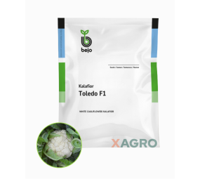 Kalafior Toledo F1 Bejo
