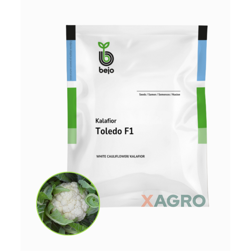 Kalafior Toledo F1 Bejo