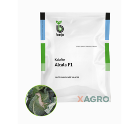 Kalafior Alcala F1 Bejo