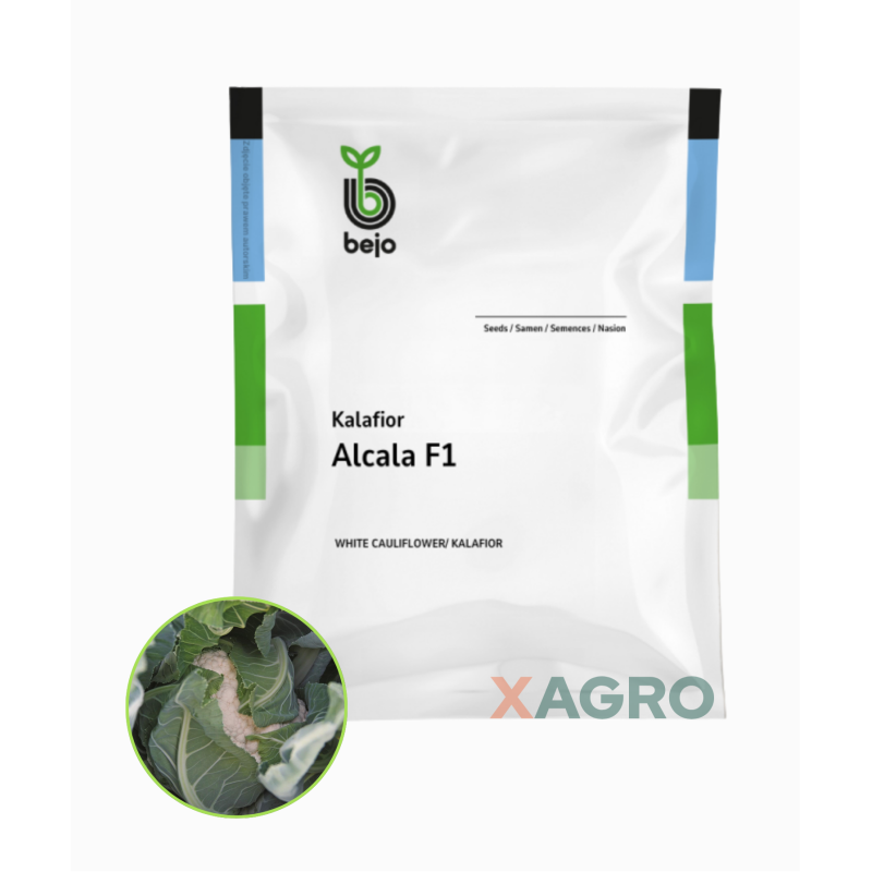 Kalafior Alcala F1 Bejo