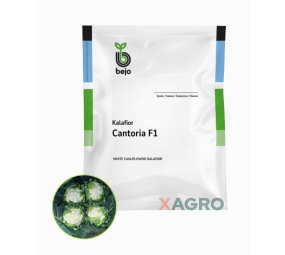 Kalafior Cantoria F1 Bejo