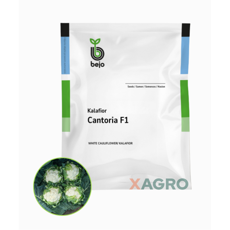 Kalafior Cantoria F1 Bejo