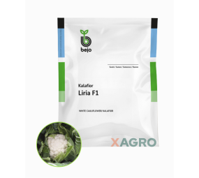 Kalafior Liria F1 Bejo