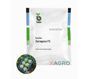 Kalafior Zaragoza F1 Bejo