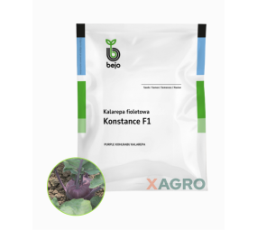 Kalarepa Konstance F1 fioletowa Bejo