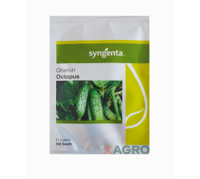 Ogórek gruntowy konserwowy Octopus F1
