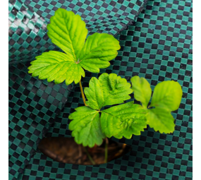 AGROTKANINA 70gr Antychwastowa Zielona