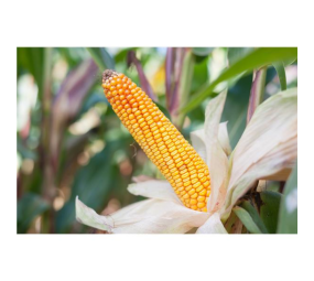 Kukurydza Ułan C1