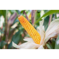 Kukurydza Ułan C1