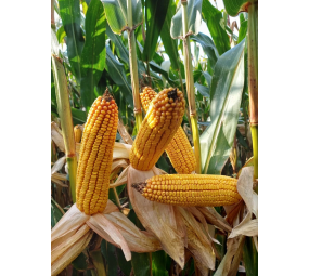 Kukurydza Olivia SY