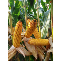 Kukurydza Olivia SY