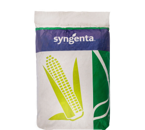 Kukurydza SY Fanfara