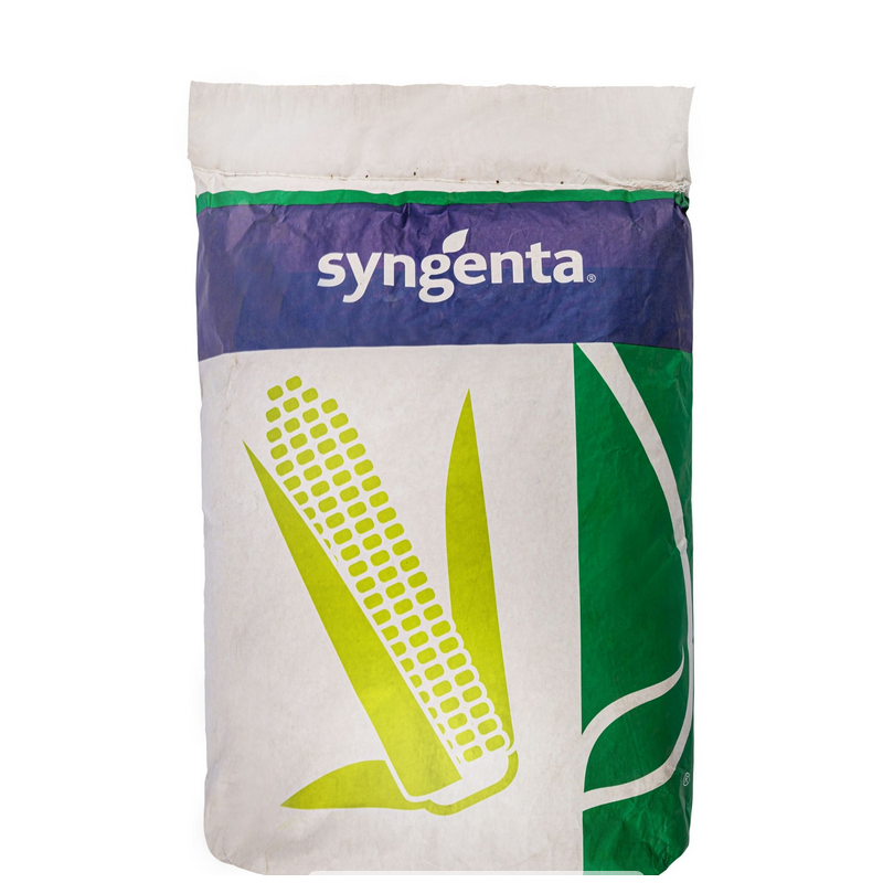 Kukurydza Fanfara SY