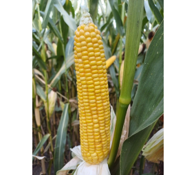 Kukurydza Fanfara SY