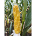 Kukurydza Fanfara SY