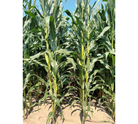 Kukurydza Fanfara SY