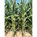 Kukurydza Fanfara SY