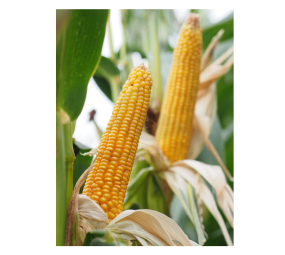 Kukurydza Danubio C1