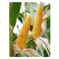Kukurydza Danubio C1