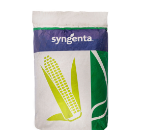 Kukurydza Fregat C1 SY