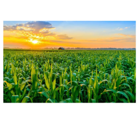 Kukurydza Fregat C1 SY