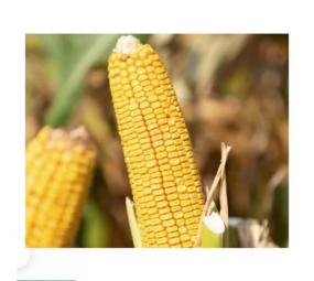 Kukurydza Fregat C1 SY