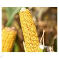 Kukurydza Fregat C1 SY