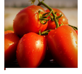 Pomidor Dyno F1
