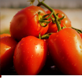 Pomidor Dyno F1