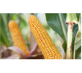Kukurydza Rosomak C1
