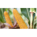 Kukurydza Rosomak C1