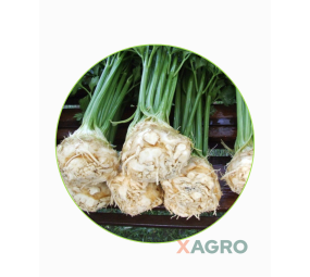 Seler korzeniowy Prinz