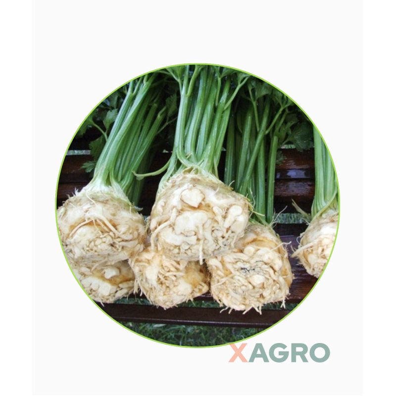 Seler korzeniowy Prinz