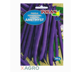 Fasola zwykła karłowa Amethyst Polan