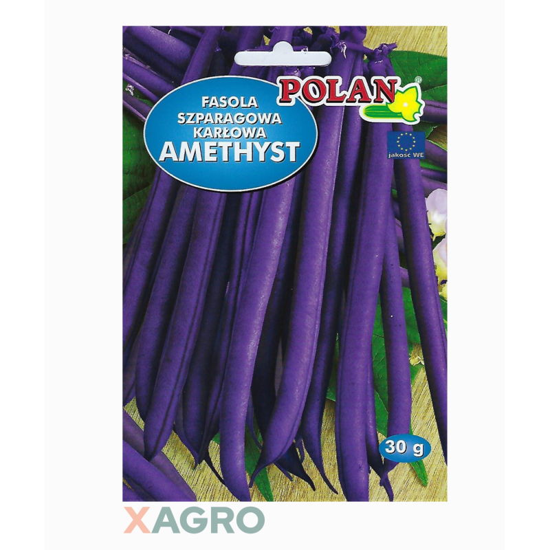 Fasola zwykła karłowa Amethyst Polan