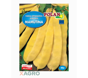 Fasola zwykła karłowa Mamutina Polan