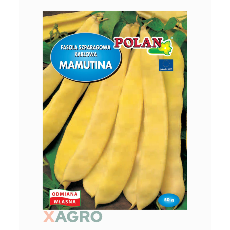 Fasola zwykła karłowa Mamutina Polan