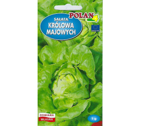 Sałata masłowa Królowa Majowych