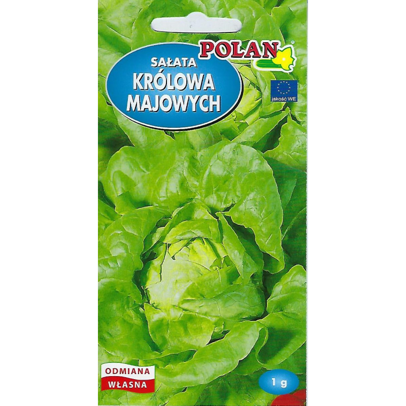 Sałata masłowa Królowa Majowych