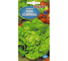 Sałata masłowa Edyta Ożarowska