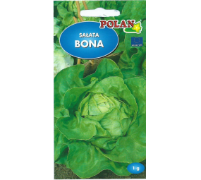 Sałata masłowa Bona